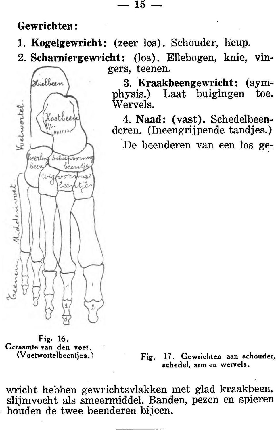 ) De beenderen van een los ges~ etu,vt...._!k... ~ ~~..., w-;;,.~.,,. Xu..J '',..... ' '. ' '.. '.,... _çp l"'t-vo. Fig. 16. Geraamte yan den voet.