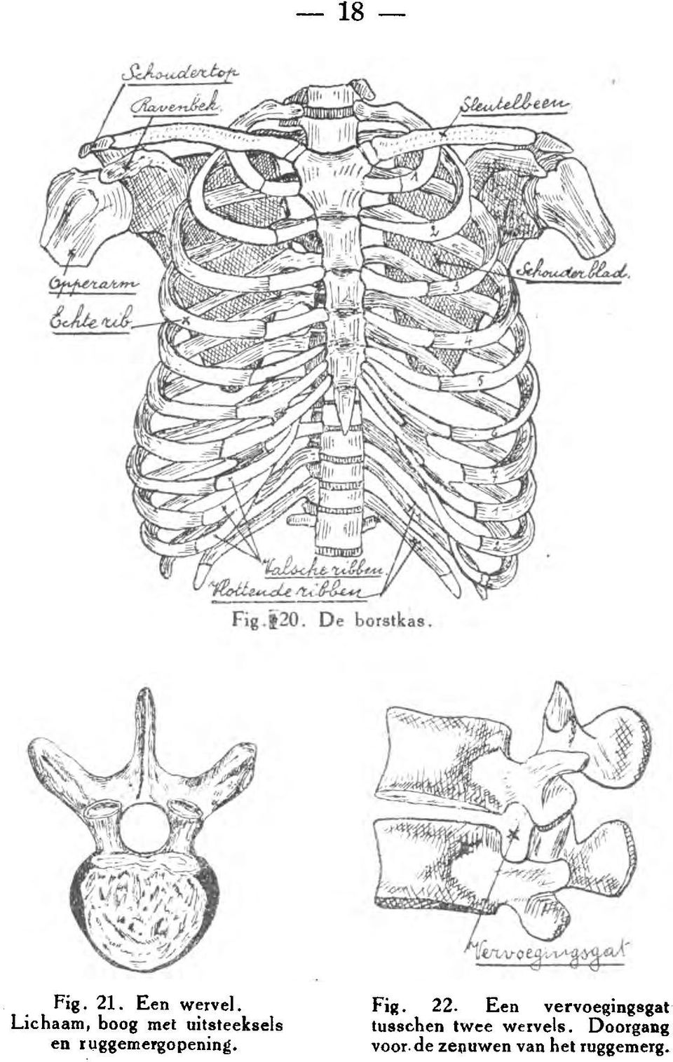 ruggemergopening. Fig. 22.