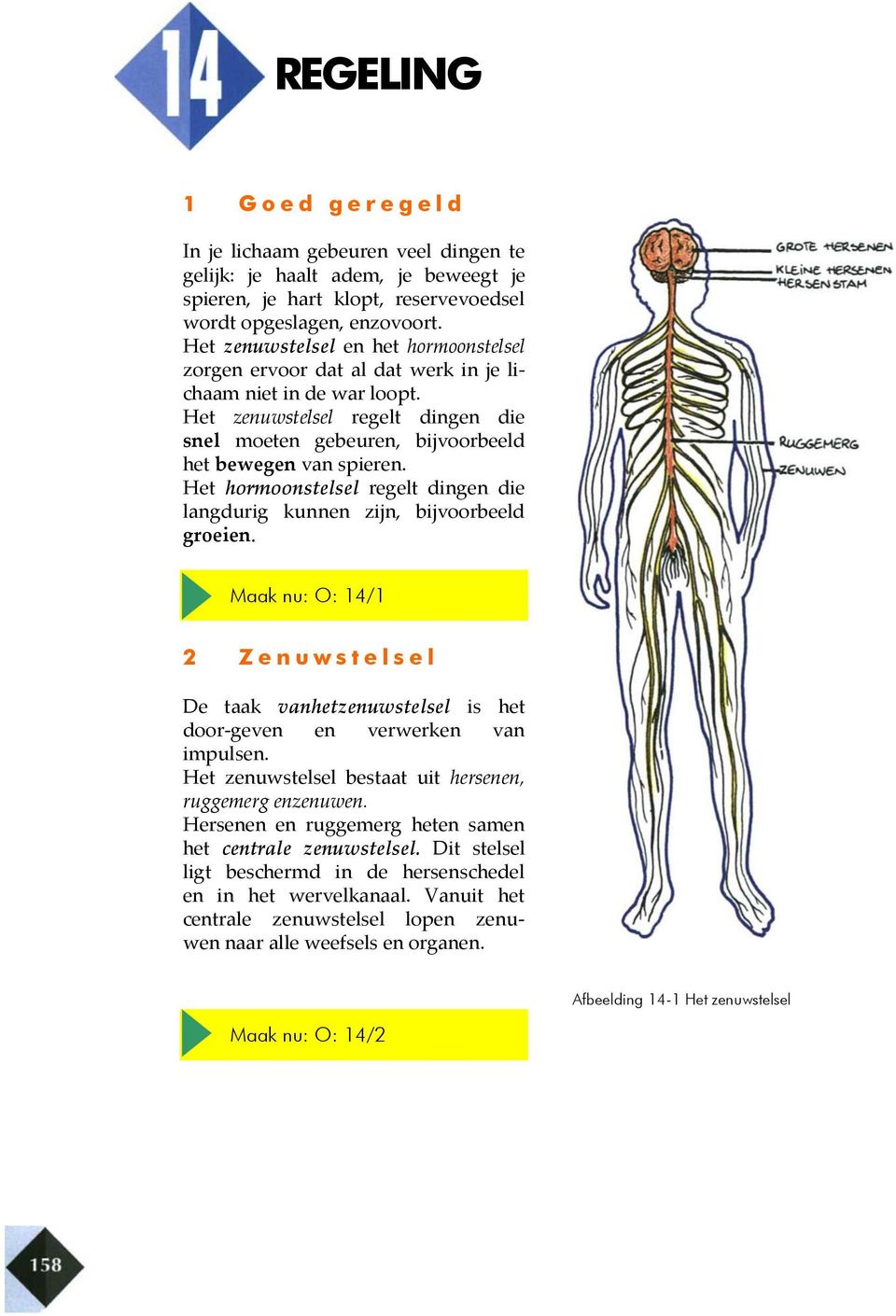 Het hormoonstelsel regelt dingen die langdurig kunnen zijn, bijvoorbeeld groeien. Maak nu: O: 14/1 2 Z e n u w s t e l s e l De taak vanhetzenuwstelsel is het door-geven en verwerken van impulsen.