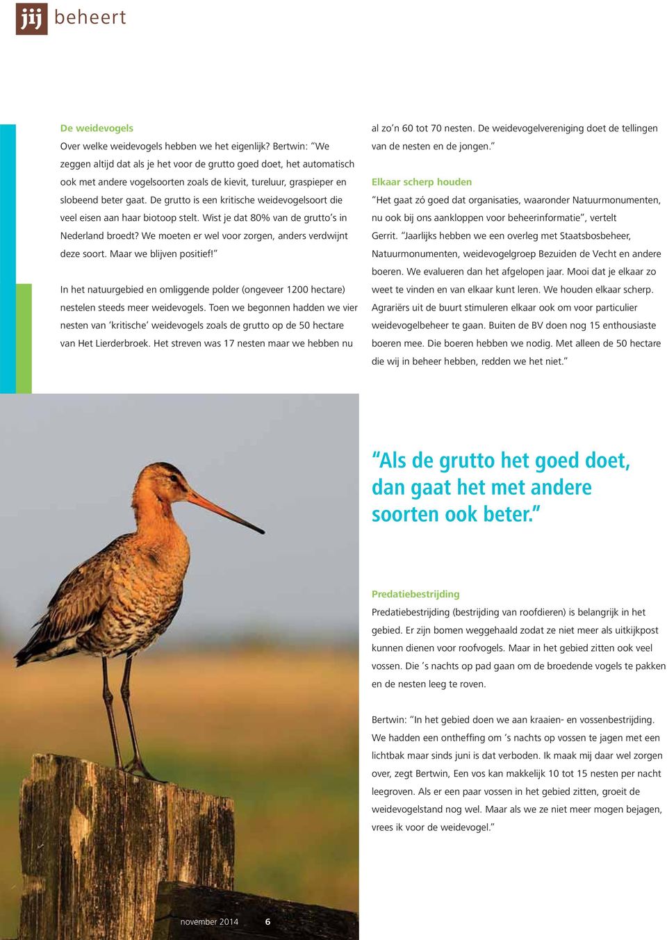 De grutto is een kritische weidevogelsoort die veel eisen aan haar biotoop stelt. Wist je dat 80% van de grutto s in Nederland broedt? We moeten er wel voor zorgen, anders verdwijnt deze soort.