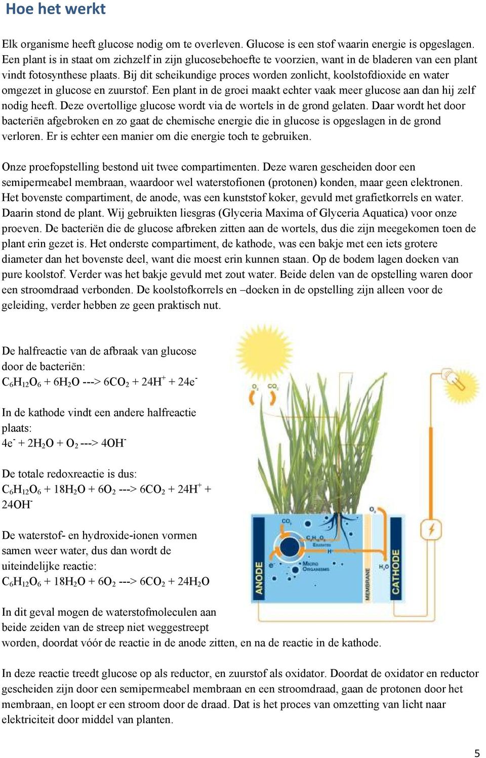 Bij dit scheikundige proces worden zonlicht, koolstofdioxide en water omgezet in glucose en zuurstof. Een plant in de groei maakt echter vaak meer glucose aan dan hij zelf nodig heeft.