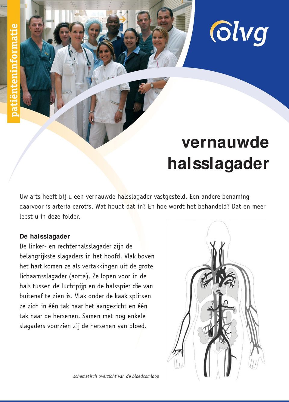 Vlak boven het hart komen ze als vertakkingen uit de grote lichaamsslagader (aorta).