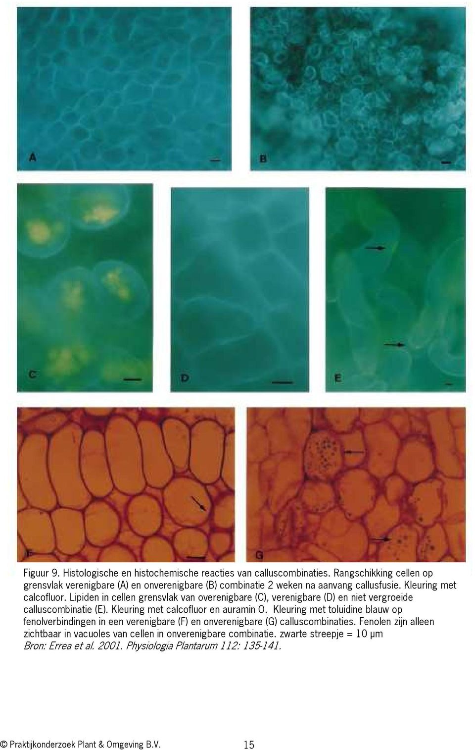 Lipiden in cellen grensvlak van overenigbare (C), verenigbare (D) en niet vergroeide calluscombinatie (E). Kleuring met calcofluor en auramin O.