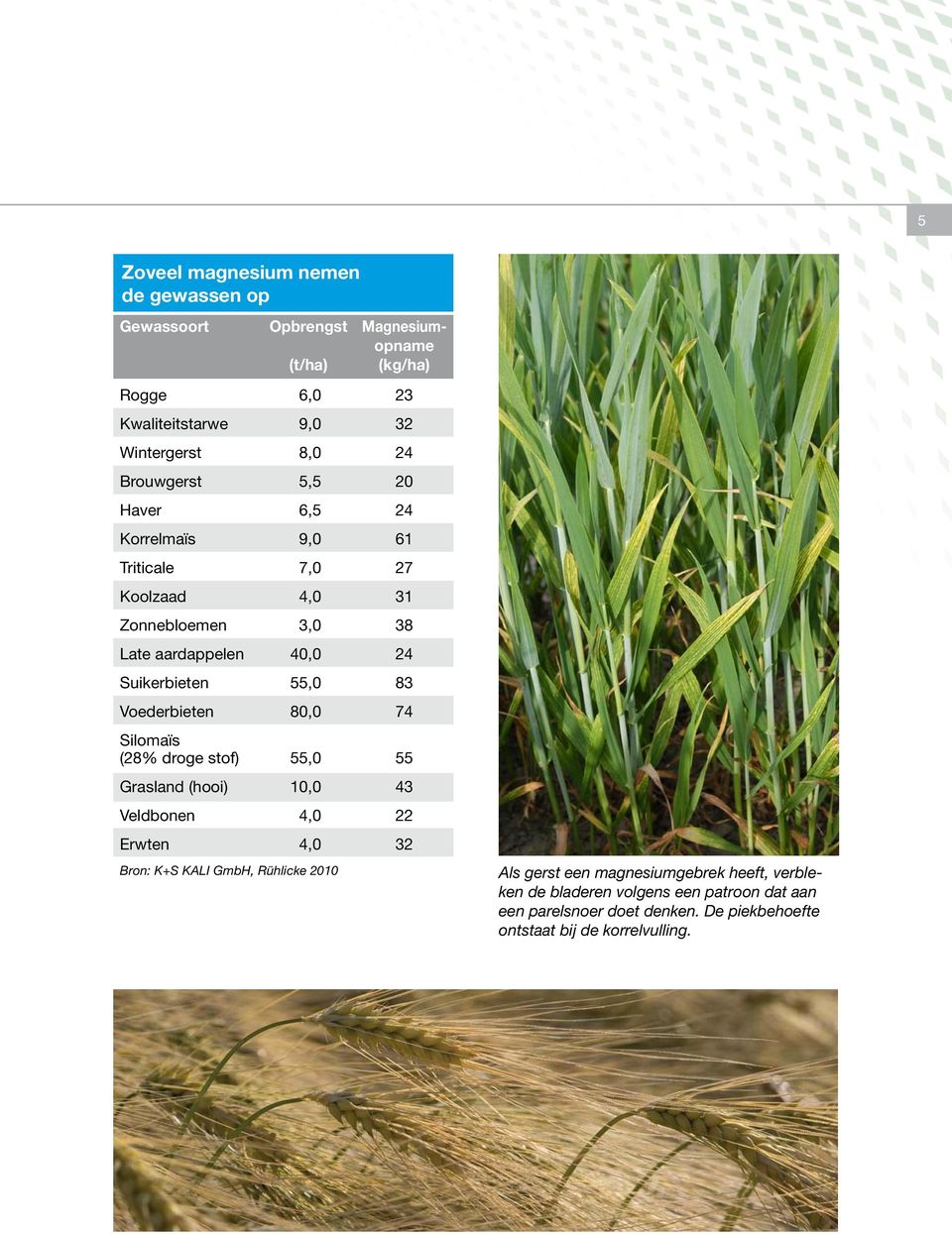 Voederbieten 80,0 74 Silomaïs (28% droge stof) 55,0 55 Grasland (hooi) 10,0 43 Veldbonen 4,0 22 Erwten 4,0 32 Bron: K+S KALI GmbH, Rühlicke 2010 Als