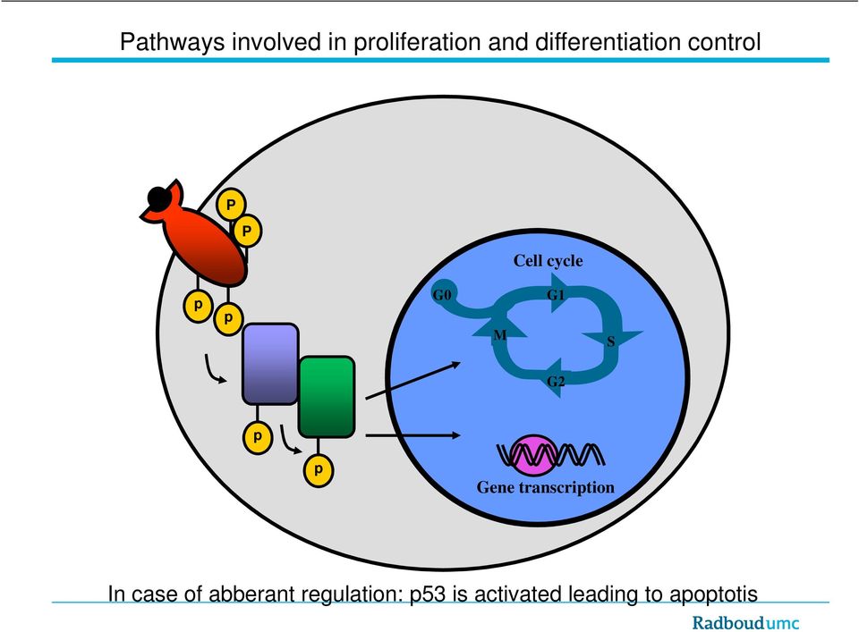 M G1 S G2 d d Gene transcription In case of