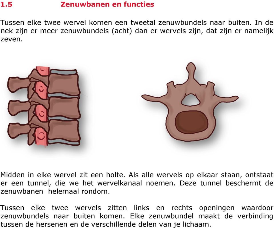 Als alle wervels op elkaar staan, ontstaat er een tunnel, die we het wervelkanaal noemen.