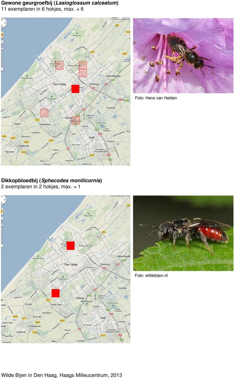 = 6 Foto: Hans van Helden Dikkopbloedbij