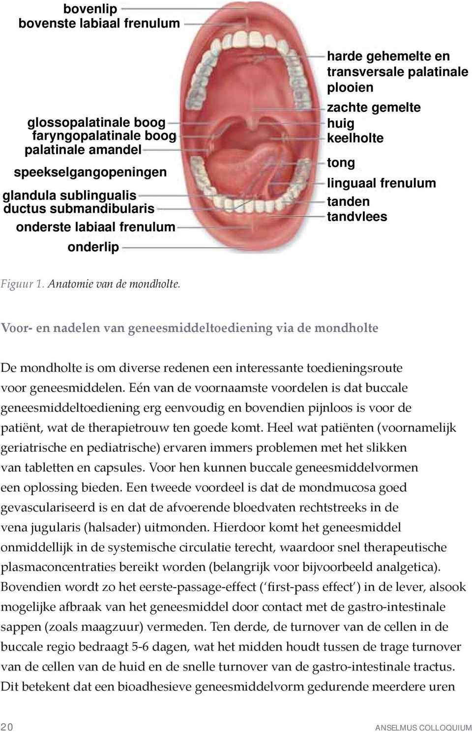 Voor- en nadelen van geneesmiddeltoediening via de mondholte De mondholte is om diverse redenen een interessante toedieningsroute voor geneesmiddelen.