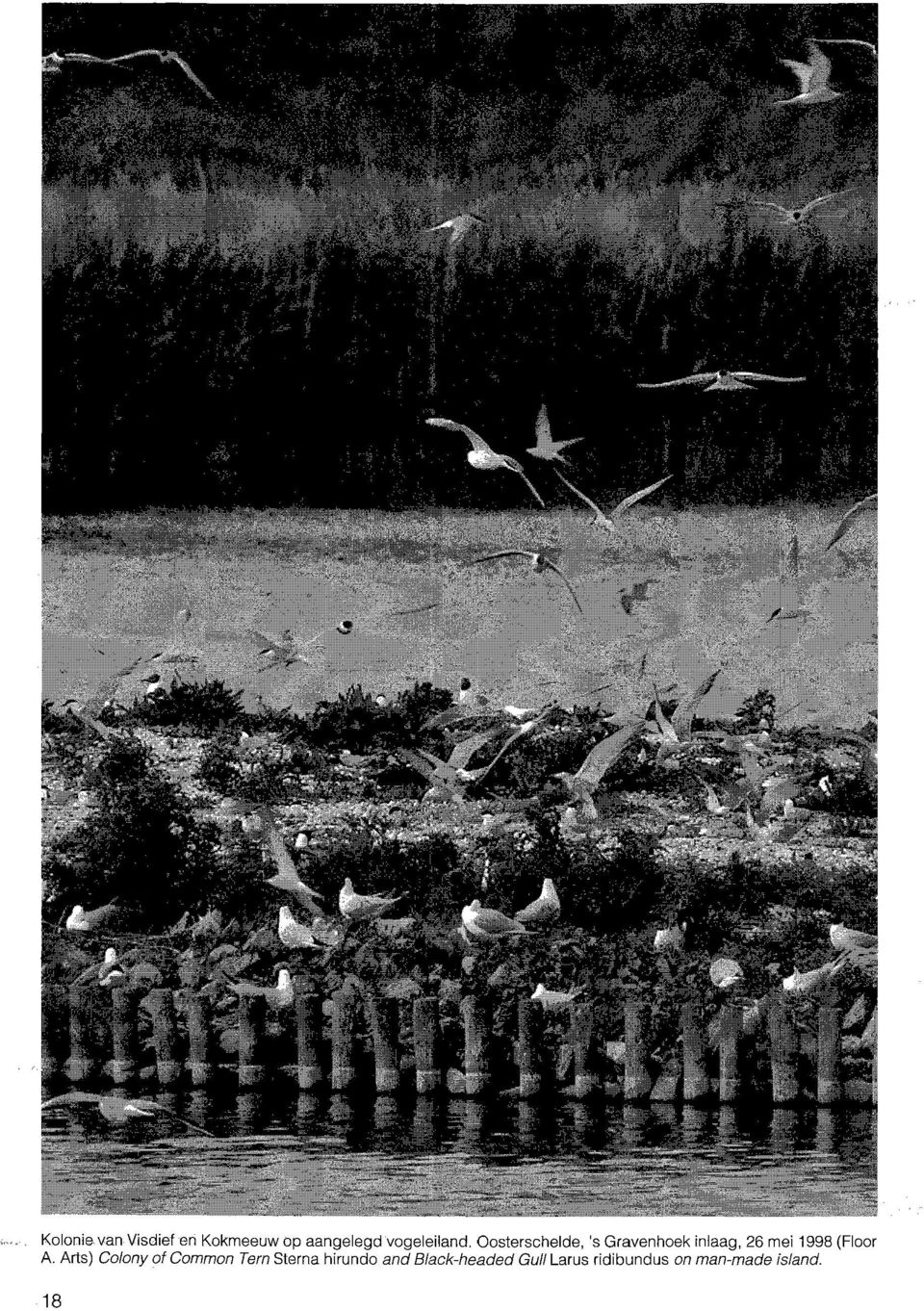 mel 1998 (Floor A, Arts) Colony of Common Tern Sterna