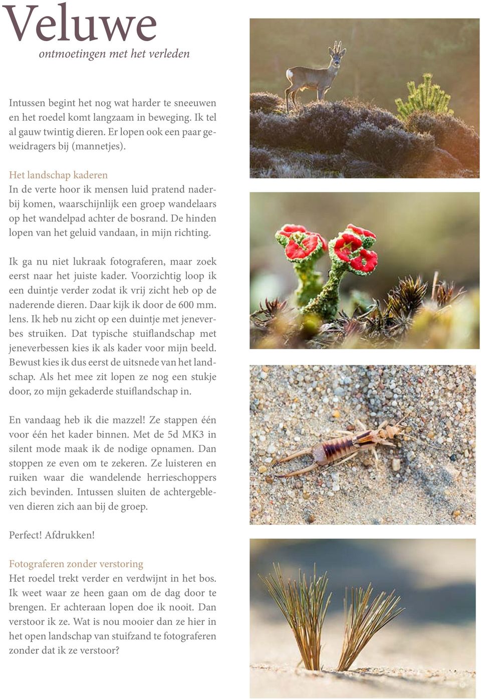 Het landschap kaderen In de verte hoor ik mensen luid pratend naderbij komen, waarschijnlijk een groep wandelaars op het wandelpad achter de bosrand.