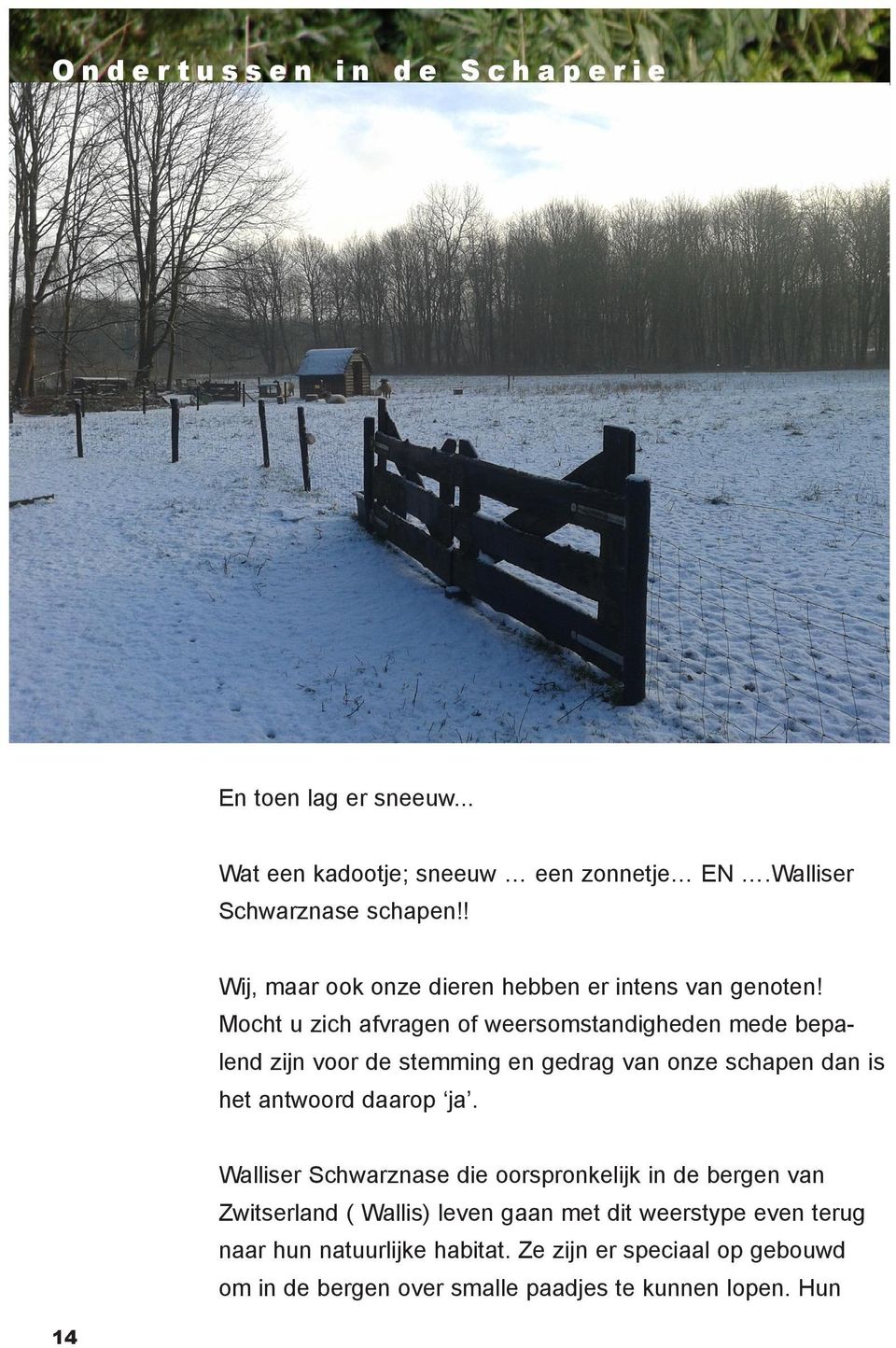 Mocht u zich afvragen of weersomstandigheden mede bepalend zijn voor de stemming en gedrag van onze schapen dan is het antwoord daarop ja.