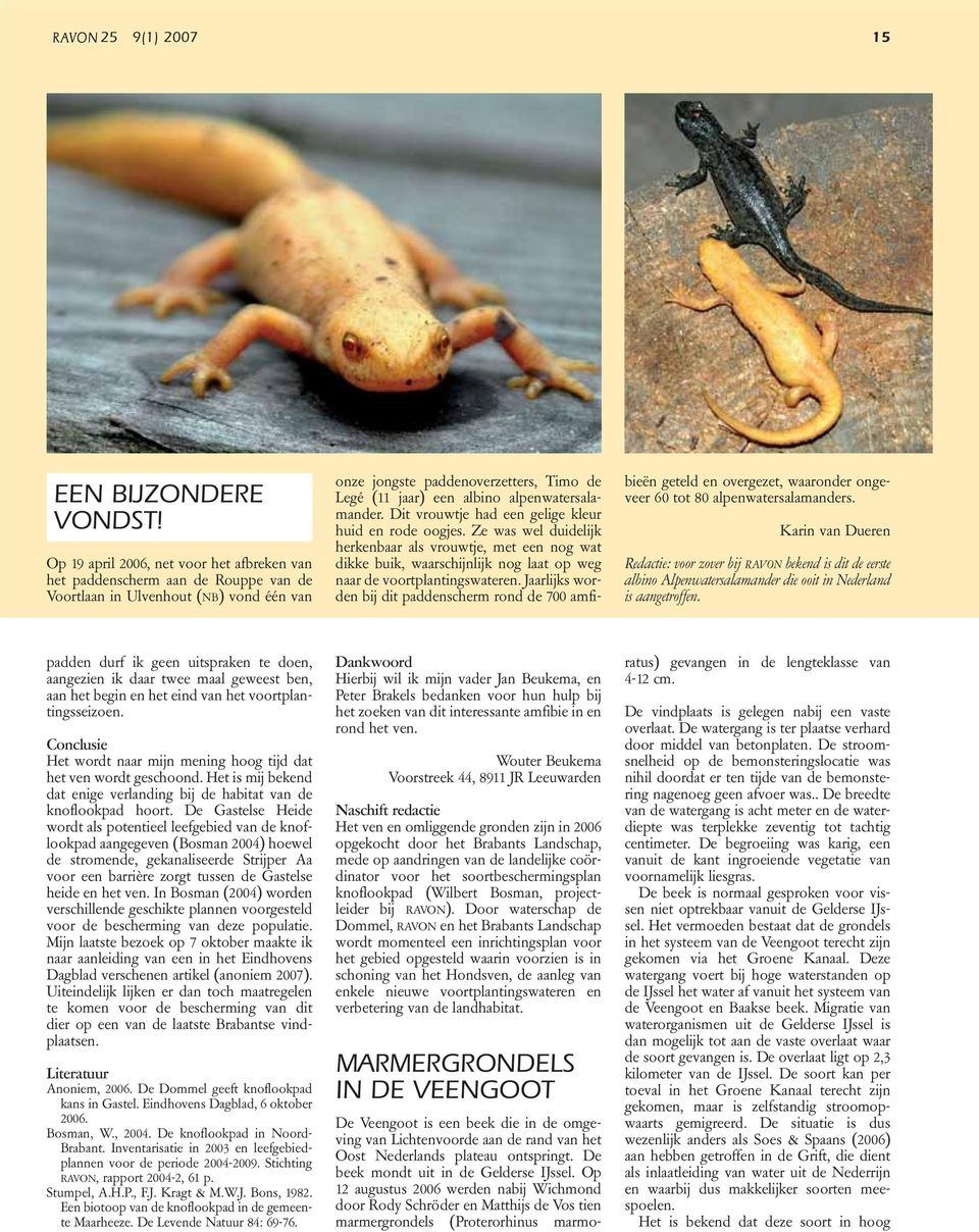 alpenwatersalamander. Dit vrouwtje had een gelige kleur huid en rode oogjes.