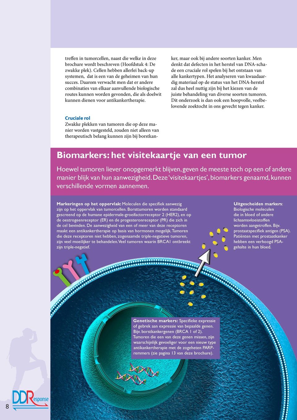 Cruciale rol Zwakke plekken van tumoren die op deze manier worden vastgesteld, zouden niet alleen van therapeutisch belang kunnen zijn bij borstkanker, maar ook bij andere soorten kanker.