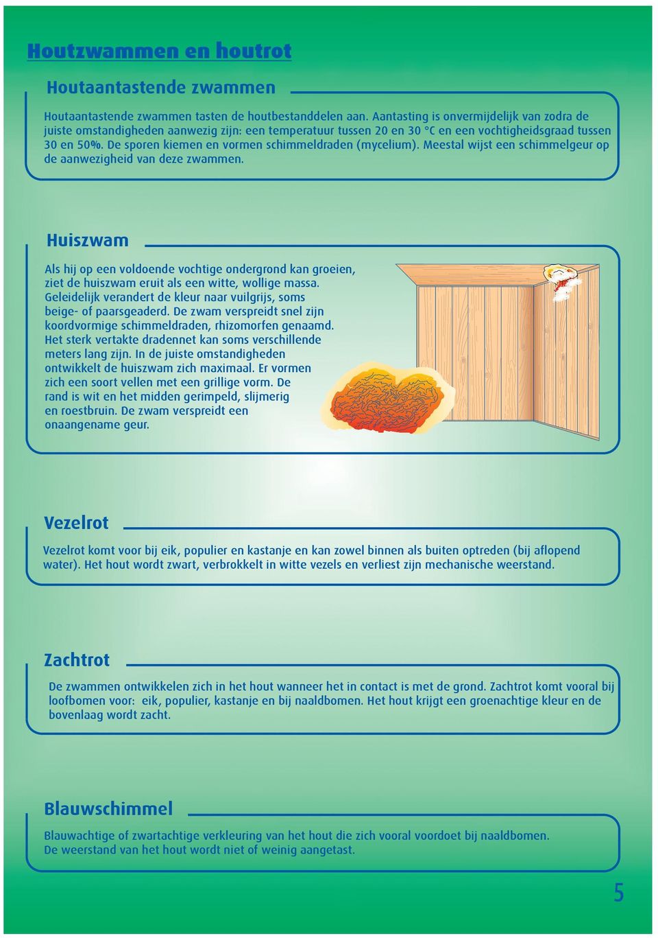 De sporen kiemen en vormen schimmeldraden (mycelium). Meestal wijst een schimmelgeur op de aanwezigheid van deze zwammen.