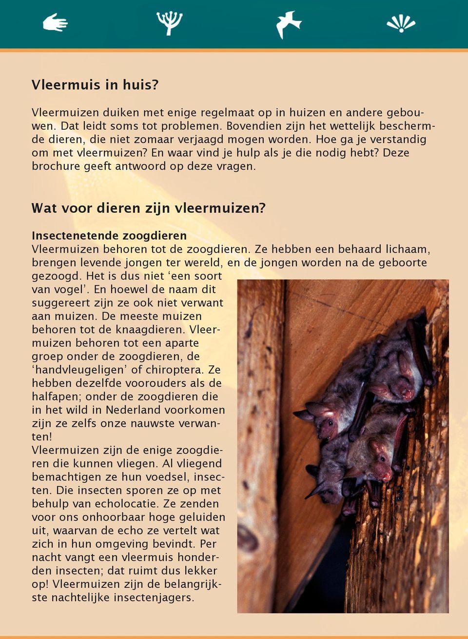 Deze brochure geeft antwoord op deze vragen. Wat voor dieren zijn vleermuizen? Insectenetende zoogdieren Vleermuizen behoren tot de zoogdieren.