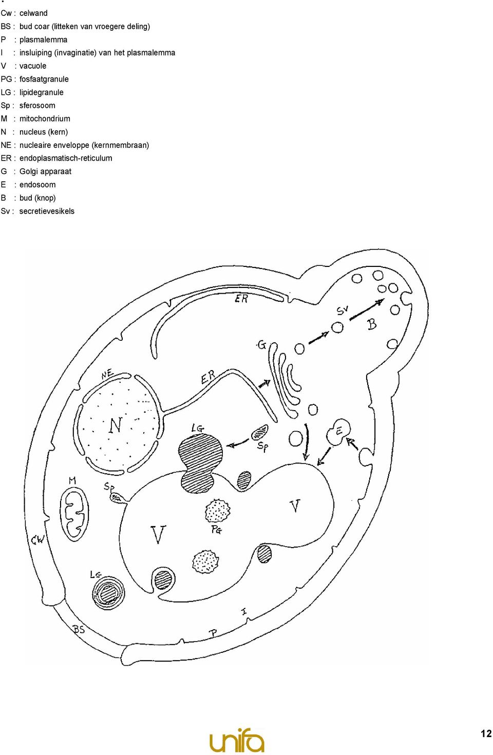 sferosoom M : mitochondrium N : nucleus (kern) NE : nucleaire enveloppe (kernmembraan) ER :