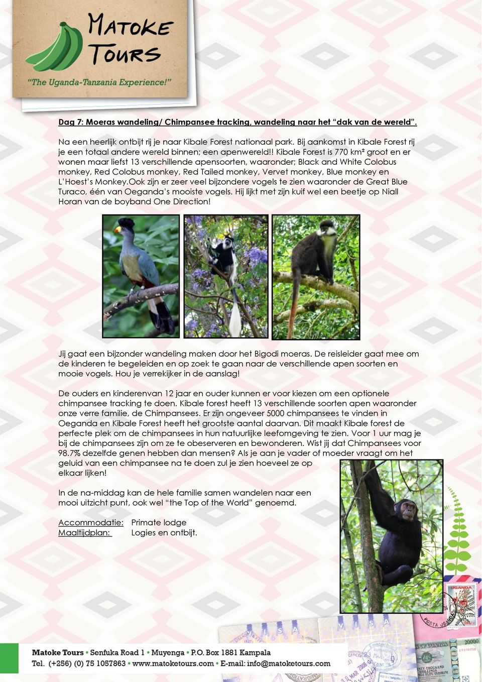 ! Kibale Forest is 770 km² groot en er wonen maar liefst 13 verschillende apensoorten, waaronder; Black and White Colobus monkey, Red Colobus monkey, Red Tailed monkey, Vervet monkey, Blue monkey en