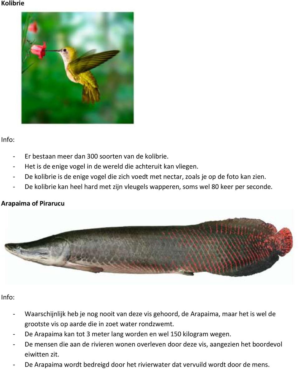 Arapaima of Pirarucu - Waarschijnlijk heb je nog nooit van deze vis gehoord, de Arapaima, maar het is wel de grootste vis op aarde die in zoet water rondzwemt.