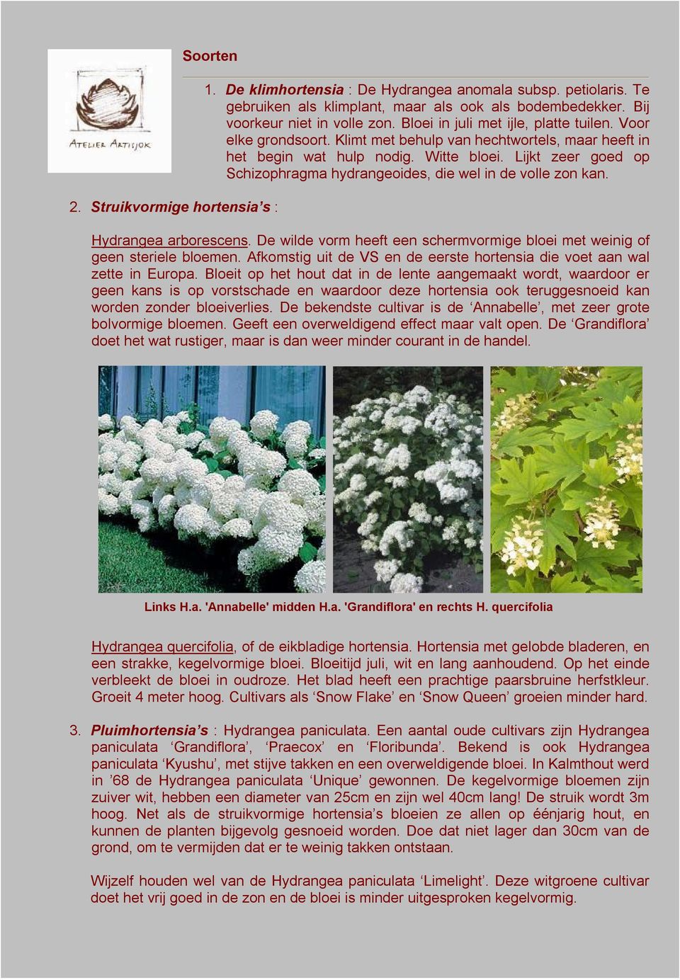 Lijkt zeer goed op Schizophragma hydrangeoides, die wel in de volle zon kan. Hydrangea arborescens. De wilde vorm heeft een schermvormige bloei met weinig of geen steriele bloemen.