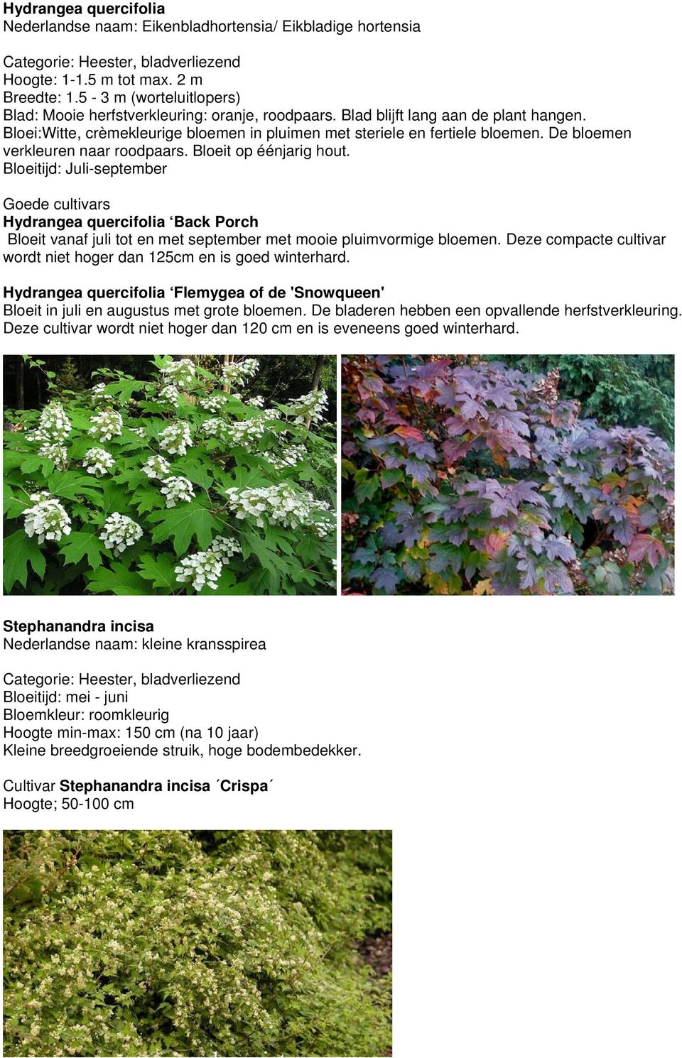 Bloeitijd: Juli-september Goede cultivars Hydrangea quercifolia Back Porch Bloeit vanaf juli tot en met september met mooie pluimvormige bloemen.