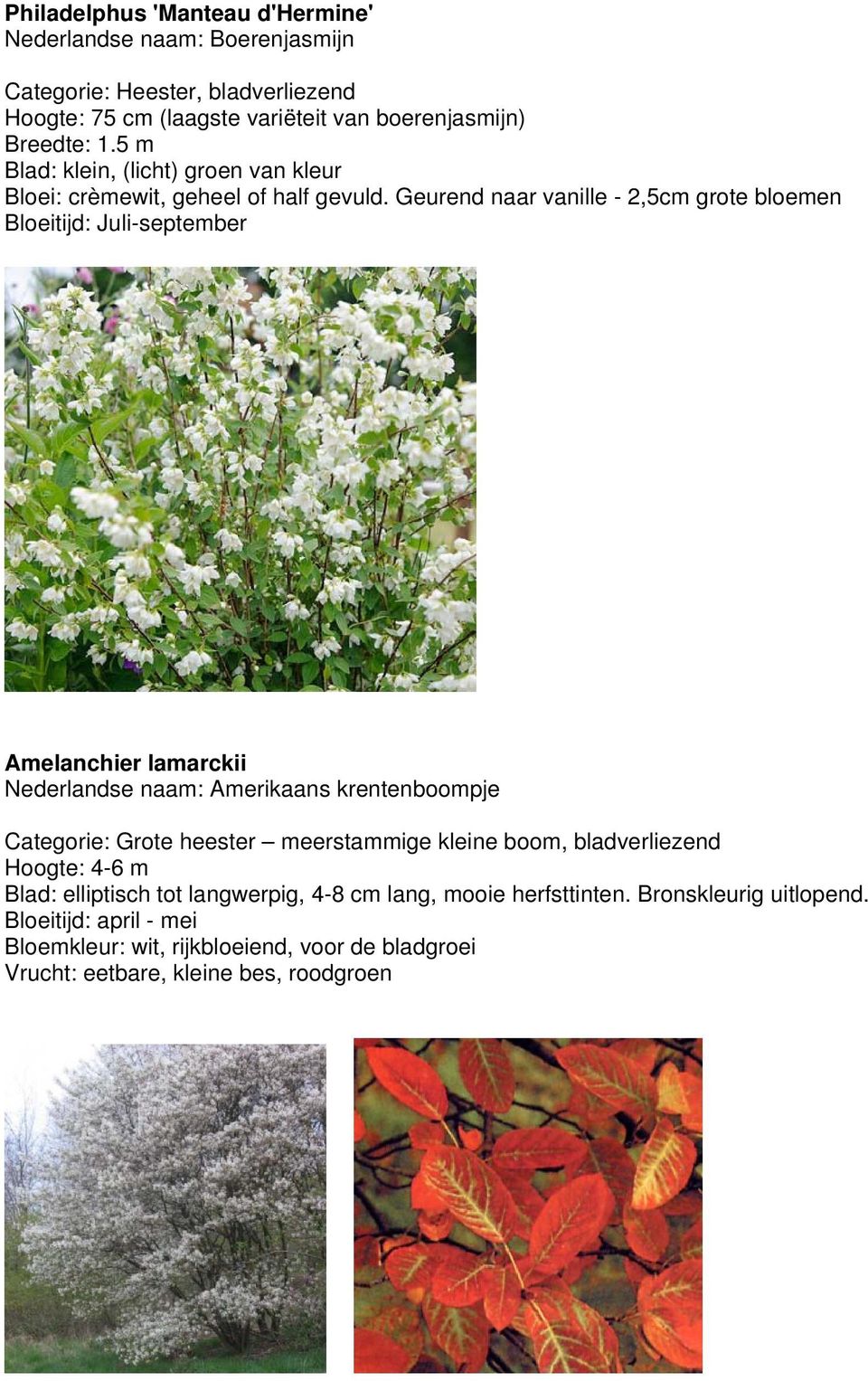 Geurend naar vanille - 2,5cm grote bloemen Bloeitijd: Juli-september Amelanchier lamarckii Nederlandse naam: Amerikaans krentenboompje Categorie: Grote