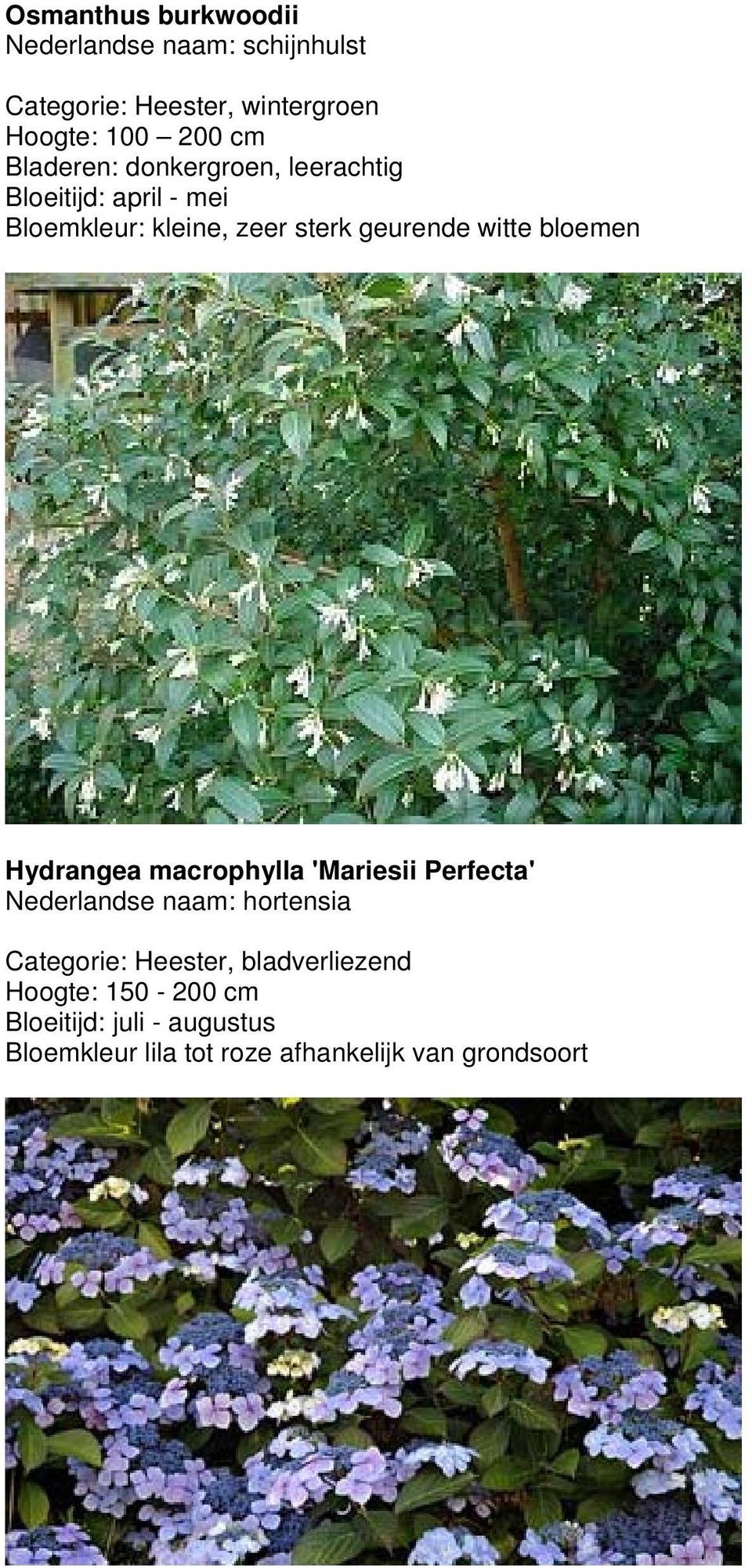 geurende witte bloemen Hydrangea macrophylla 'Mariesii Perfecta' Nederlandse naam: hortensia