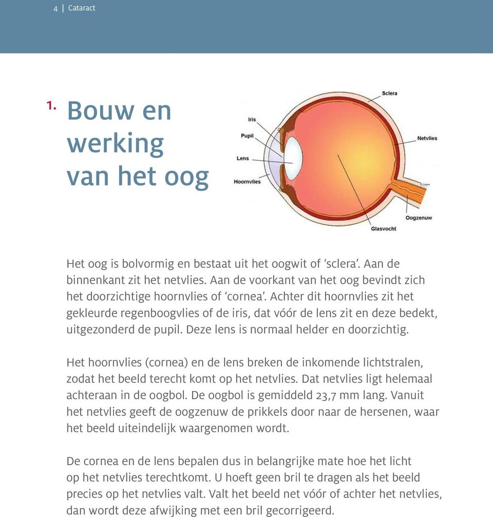 Achter dit hoornvlies zit het gekleurde regenboogvlies of de iris, dat vóór de lens zit en deze bedekt, uitgezonderd de pupil. Deze lens is normaal helder en doorzichtig.