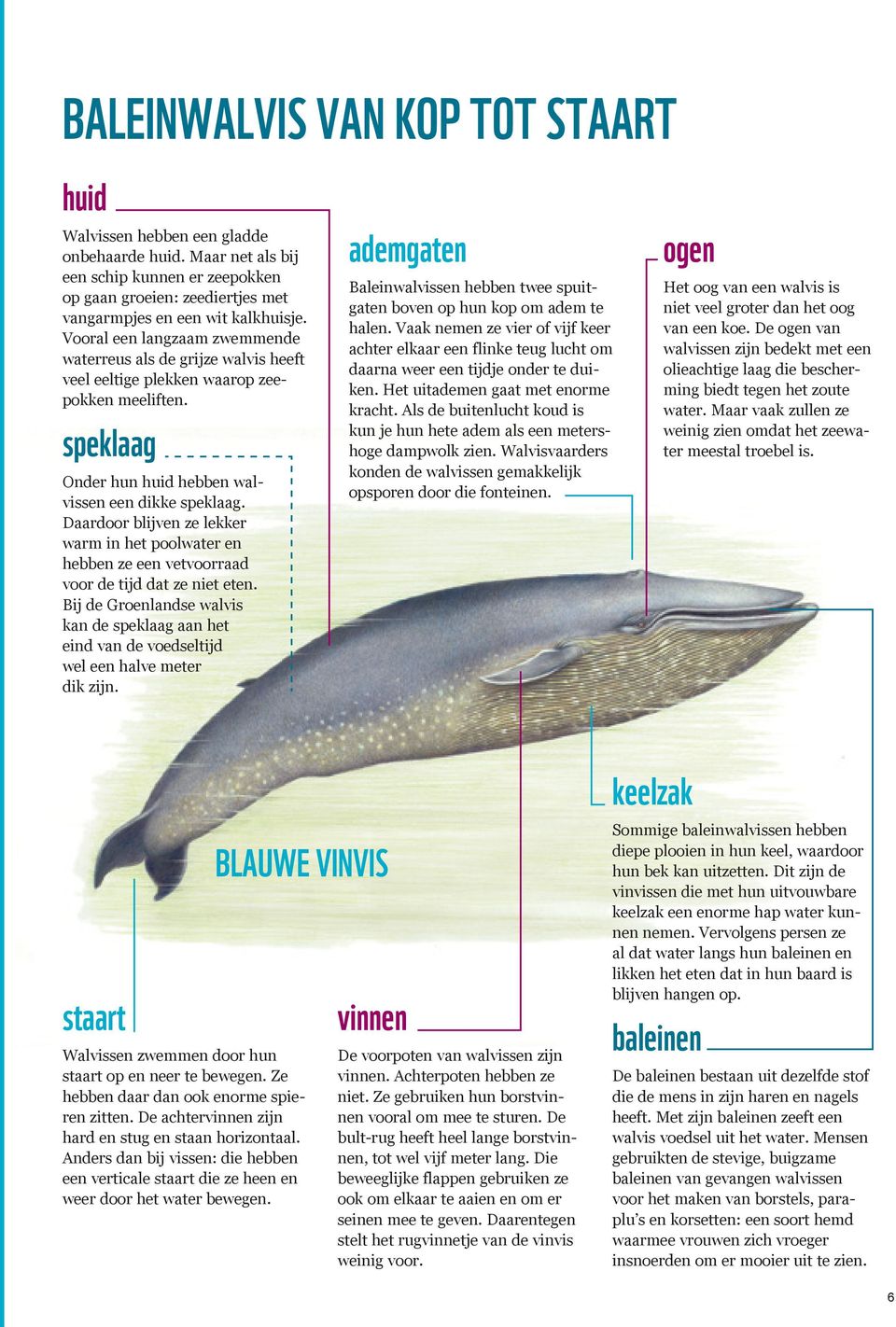 Daardoor blijven ze lekker warm in het poolwater en hebben ze een vetvoorraad voor de tijd dat ze niet eten.