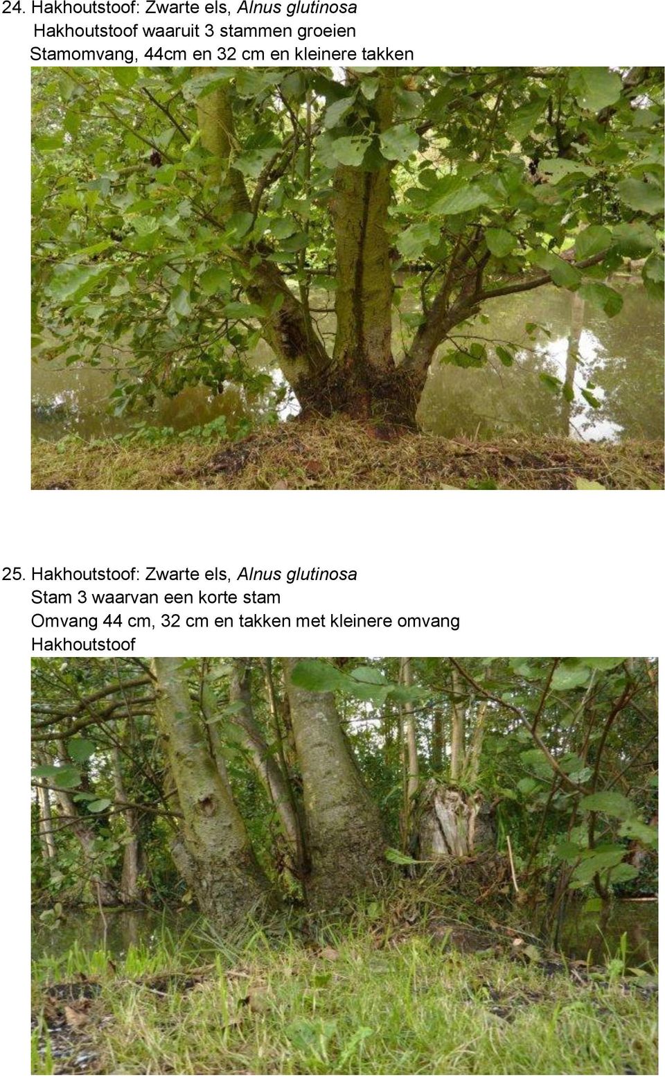 Hakhoutstoof: Zwarte els, Alnus glutinosa Stam 3 waarvan een korte