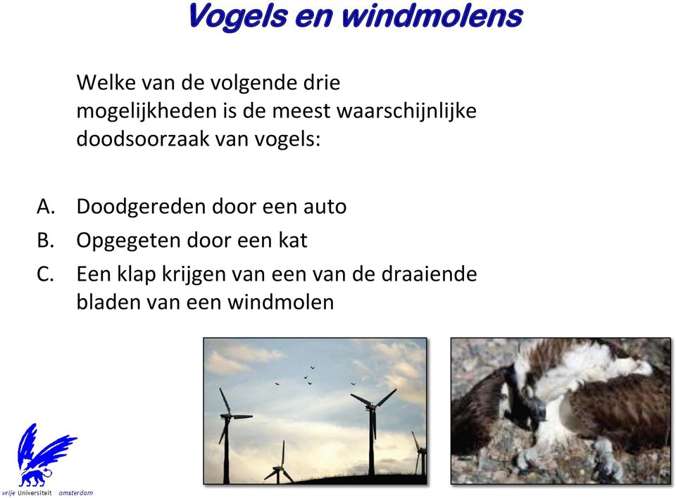 vogels: A. Doodgereden door een auto B.