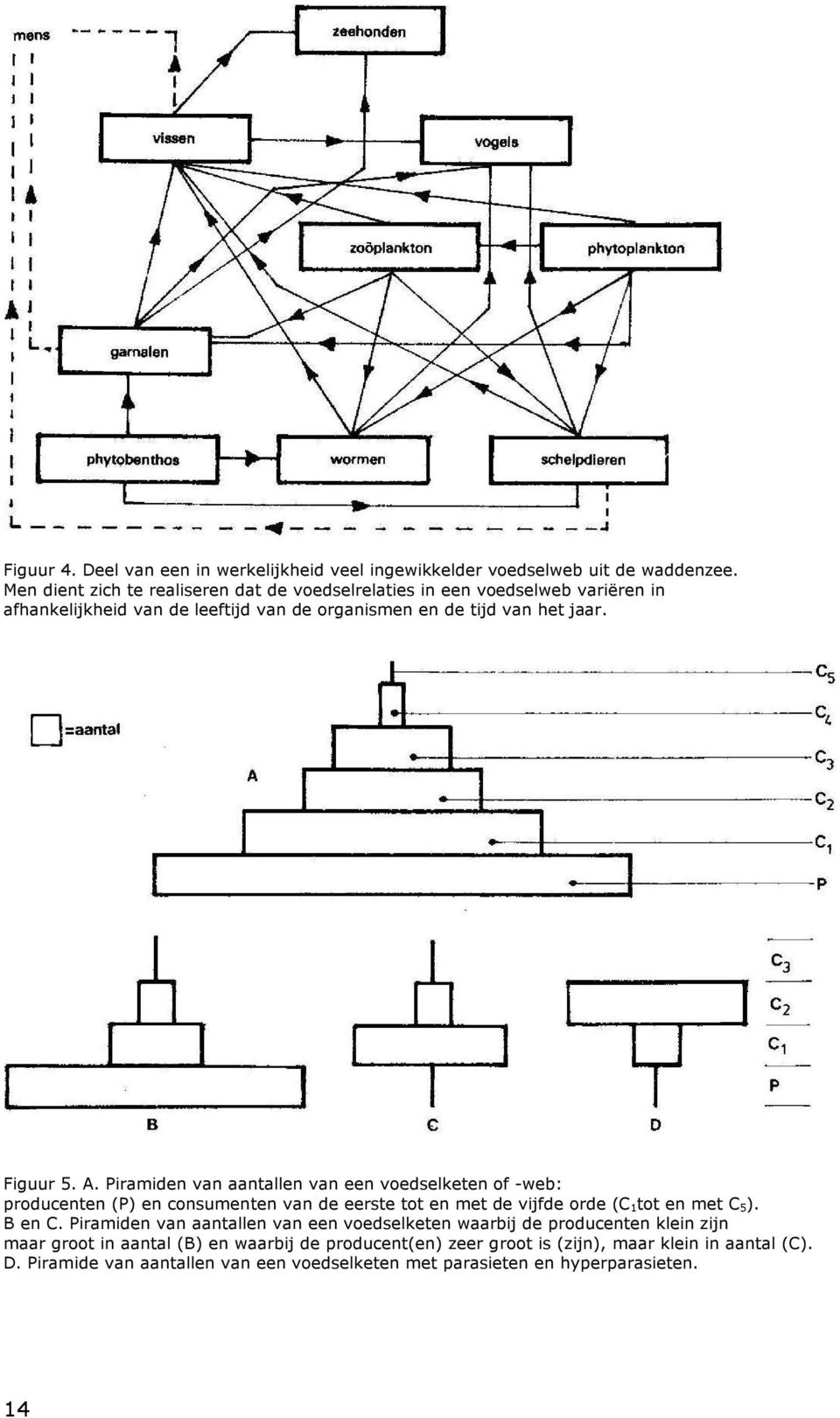 Piramiden van aantallen van een voedselketen of -web: producenten (P) en consumenten van de eerste tot en met de vijfde orde (C 1tot en met C 5). B en C.