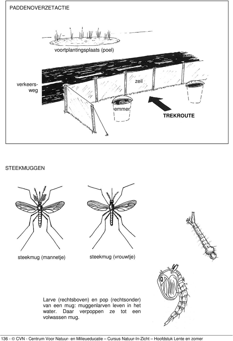 (rechtsonder) van een mug: muggenlarven leven in het water.