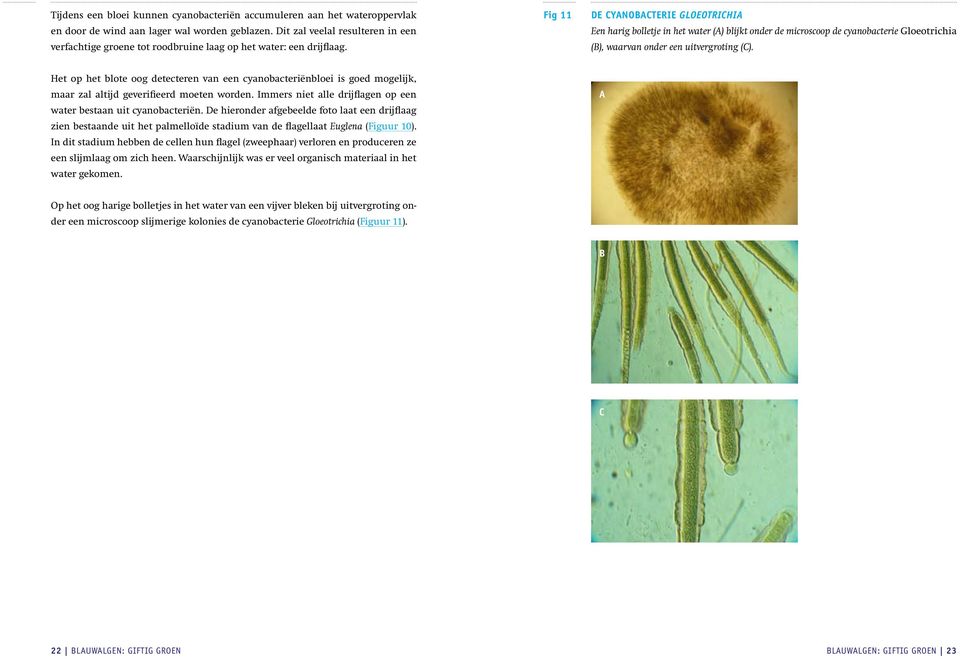 Fig 11 de cyanobacterie Gloeotrichia Een harig bolletje in het water (A) blijkt onder de microscoop de cyanobacterie Gloeotrichia (B), waarvan onder een uitvergroting (C).