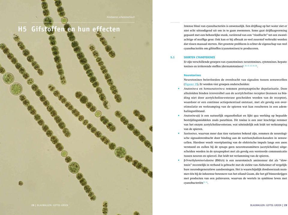 Ook kan er bij afbraak zo veel zuurstof verbruikt worden dat vissen massaal sterven. Het grootste probleem is echter de eigenschap van veel cyanobacteriën om gifstoffen (cyanotoxines) te produceren.