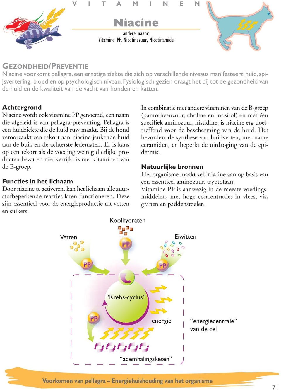 Niacine wordt ook vitamine PP genoemd, een naam die afgeleid is van pellagra-preventing. Pellagra is een huidziekte die de huid ruw maakt.