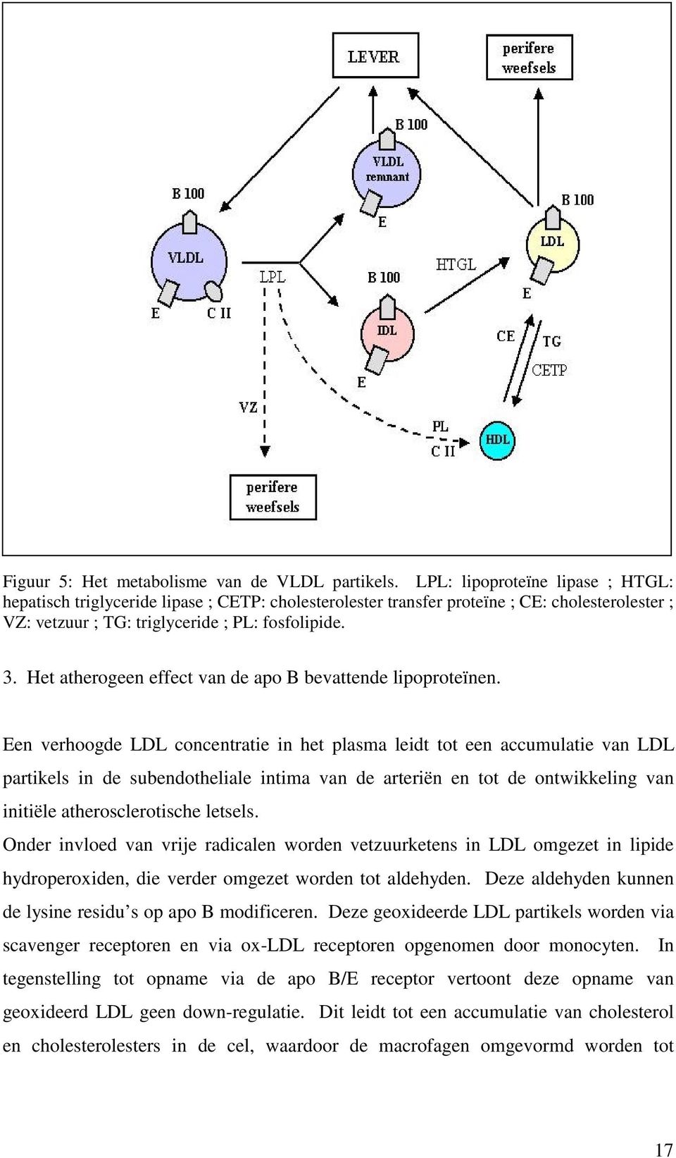 Het atherogeen effect van de apo B bevattende lipoproteïnen.