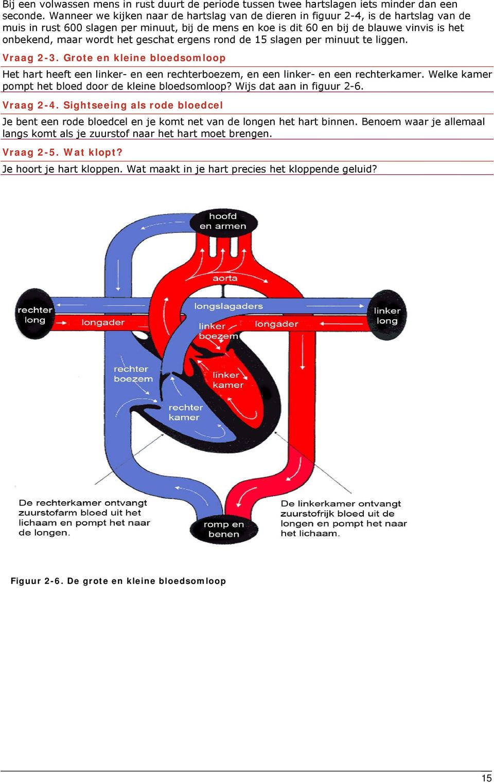 wordt het geschat ergens rond de 15 slagen per minuut te liggen. Vraag 2-3. Grote en kleine bloedsomloop Het hart heeft een linker- en een rechterboezem, en een linker- en een rechterkamer.