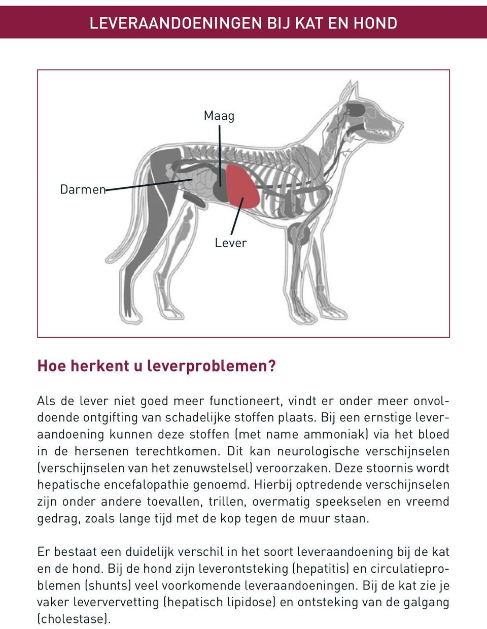 Dit kan neurologische verschijnselen (verschijnselen van het zenuwstelsel) veroorzaken. Deze stoornis wordt hepatische encefalopathie genoemd.