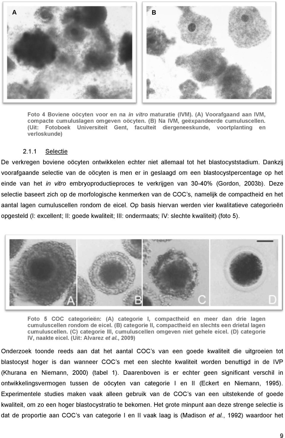 Dankzij voorafgaande selectie van de oöcyten is men er in geslaagd om een blastocystpercentage op het einde van het in vitro embryoproductieproces te verkrijgen van 30-40% (Gordon, 2003b).