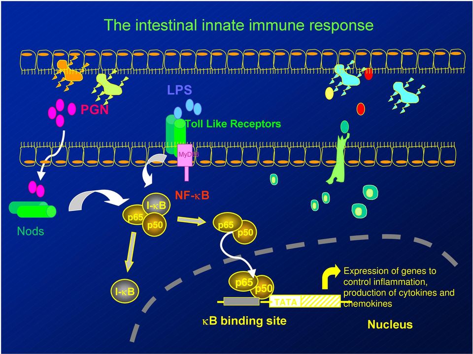 p50 TATA κb binding site Expression of genes to control