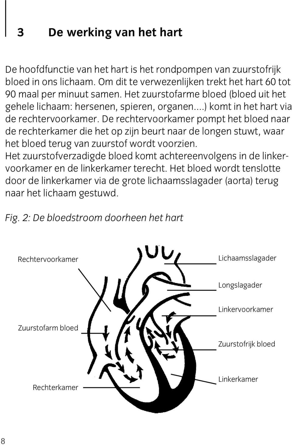 De rechtervoorkamer pompt het bloed naar de rechterkamer die het op zijn beurt naar de longen stuwt, waar het bloed terug van zuurstof wordt voorzien.