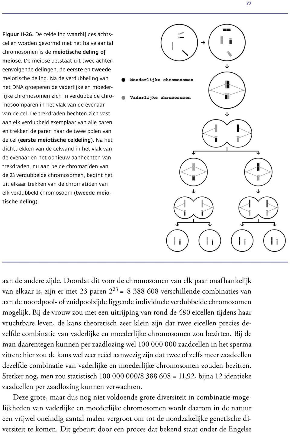 Na de verdubbeling van het DNA groeperen de vaderlijke en moederlijke chromosomen zich in verdubbelde chromosoomparen in het vlak van de evenaar van de cel.