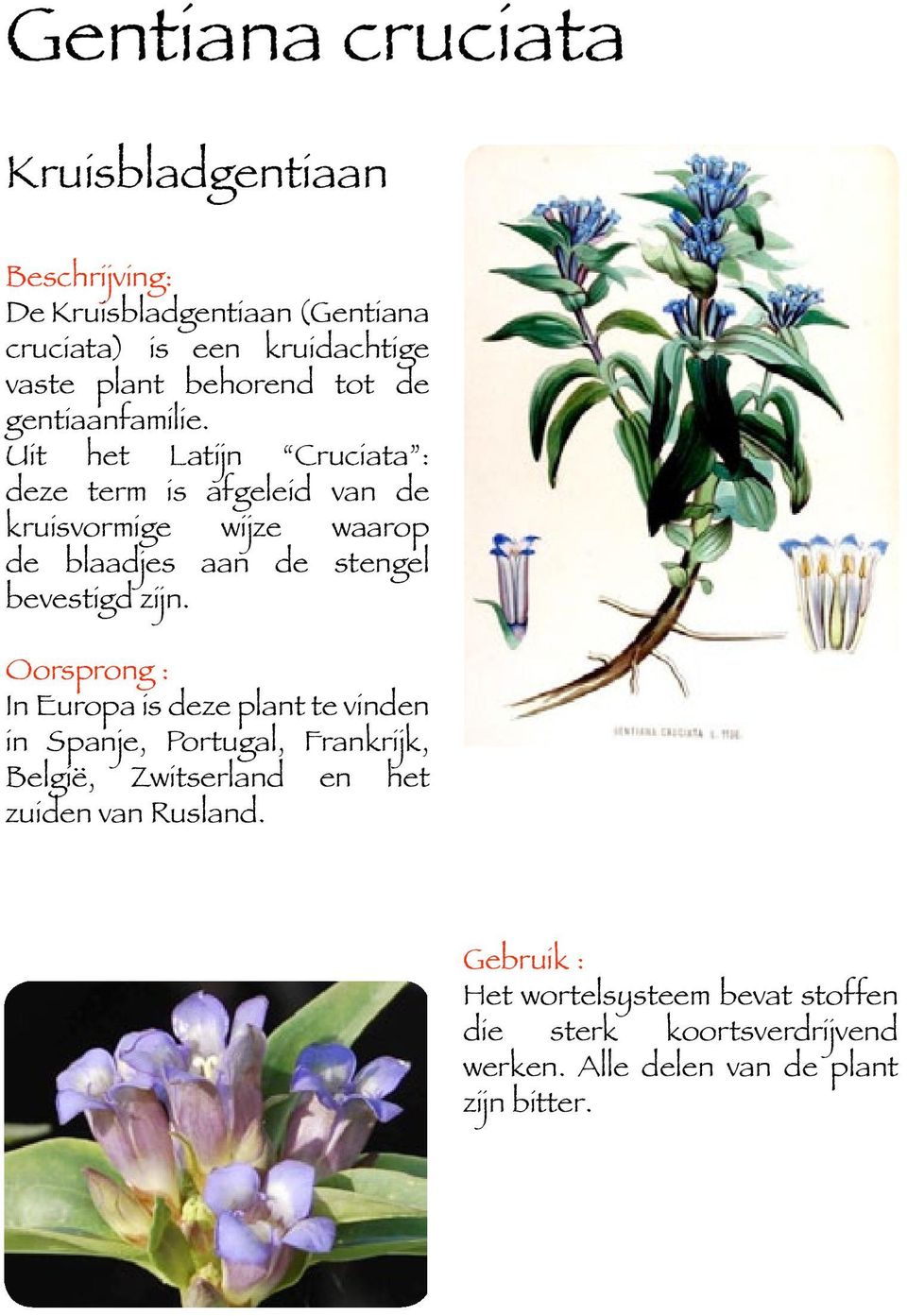 Uit het Latijn Cruciata : deze term is afgeleid van de kruisvormige wijze waarop de blaadjes aan de stengel bevestigd zijn.