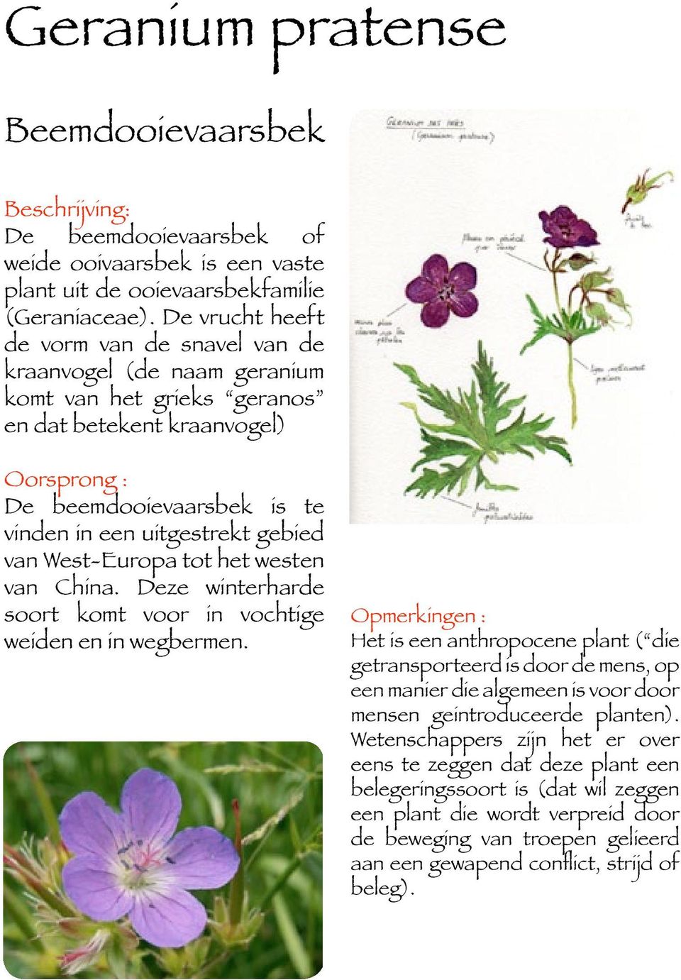 West-Europa tot het westen van China. Deze winterharde soort komt voor in vochtige weiden en in wegbermen.