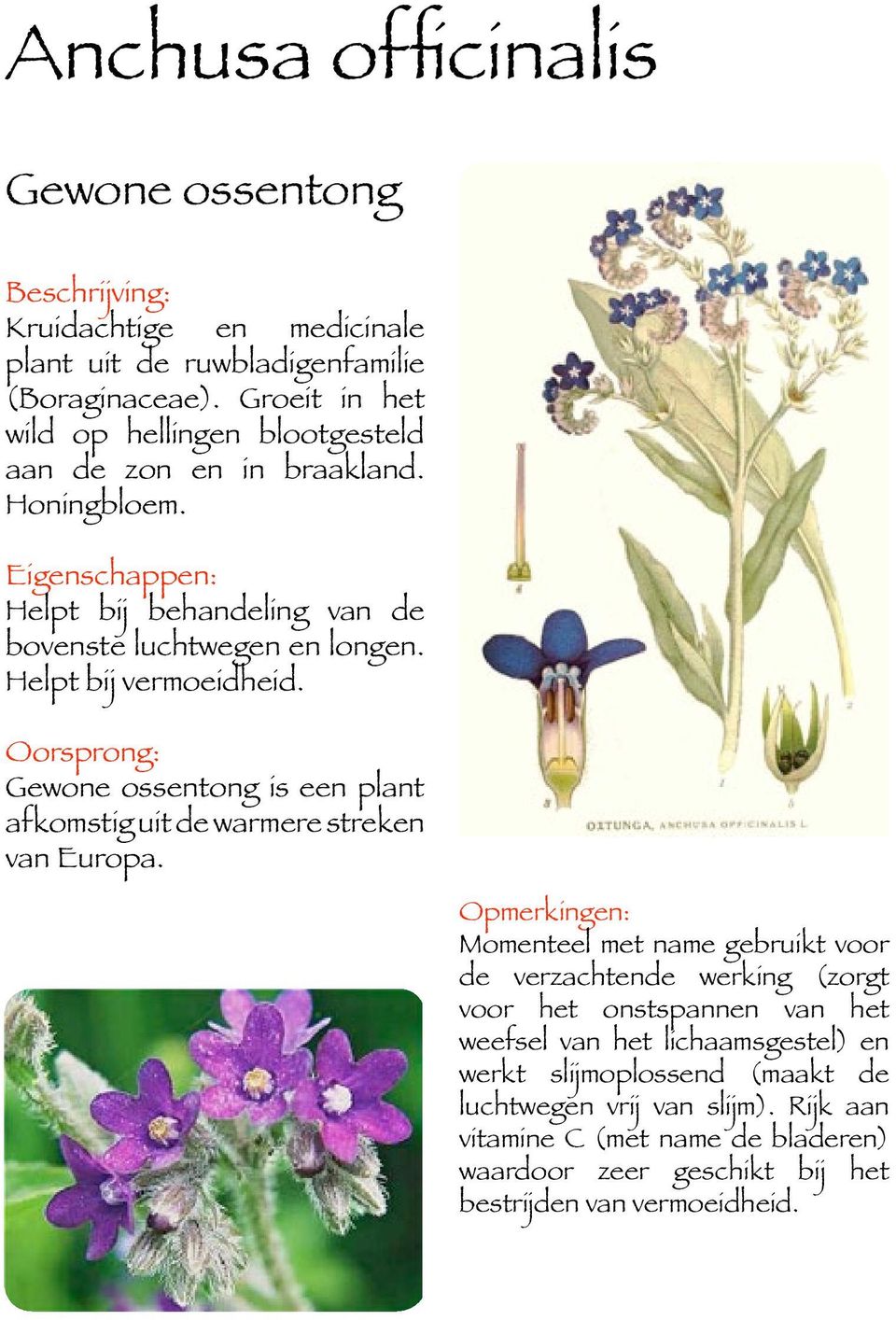 Helpt bij vermoeidheid. Oorsprong: Gewone ossentong is een plant afkomstig uit de warmere streken van Europa.