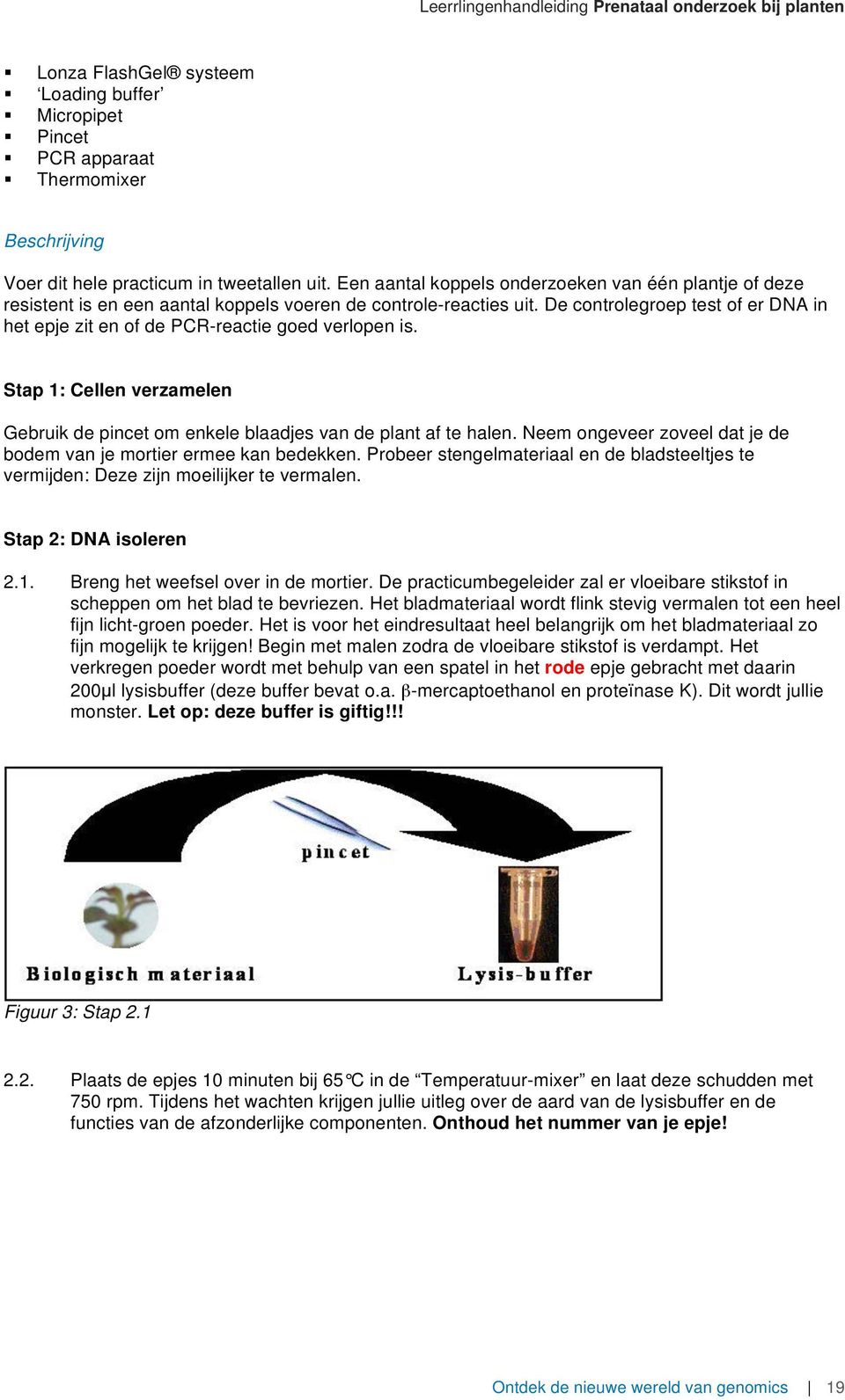 De controlegroep test of er DNA in het epje zit en of de PCR-reactie goed verlopen is. Stap 1: Cellen verzamelen Gebruik de pincet om enkele blaadjes van de plant af te halen.