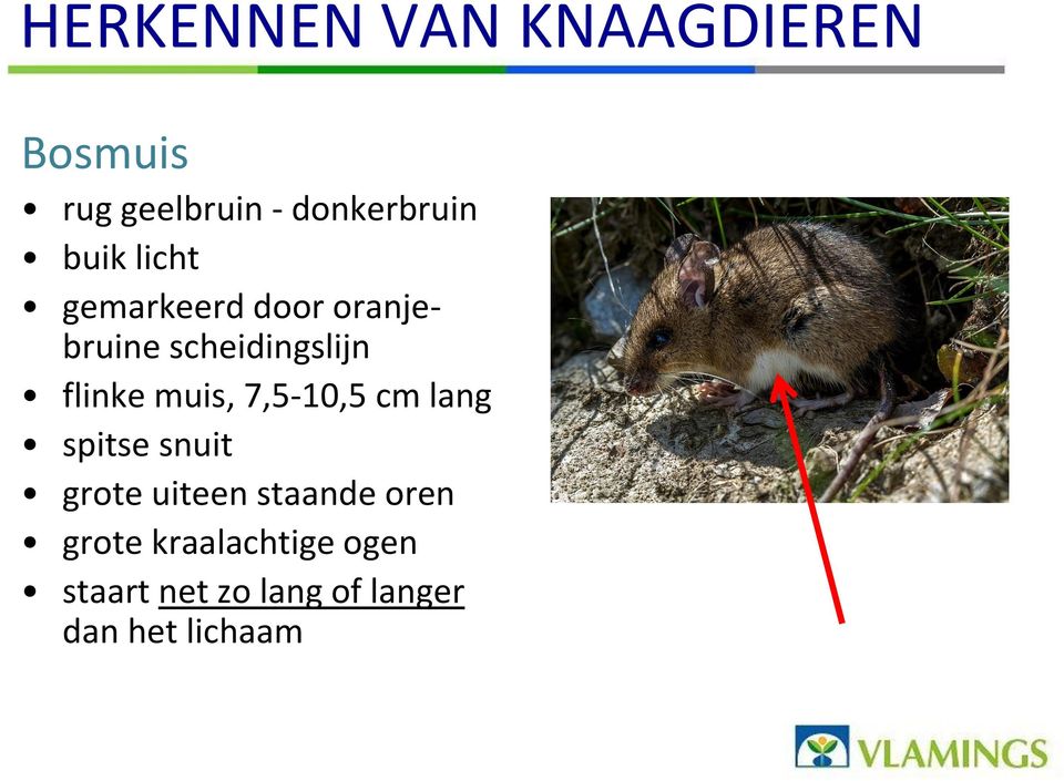 muis, 7,5-10,5 cm lang spitse snuit grote uiteen staande oren