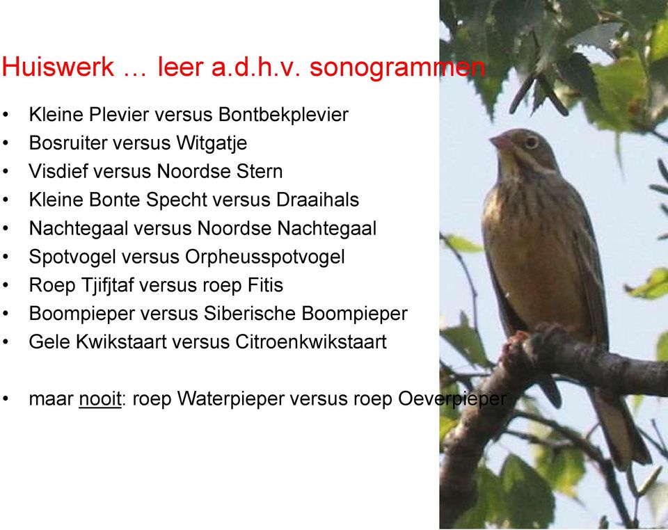 Stern Kleine Bonte Specht versus Draaihals Nachtegaal versus Noordse Nachtegaal Spotvogel versus