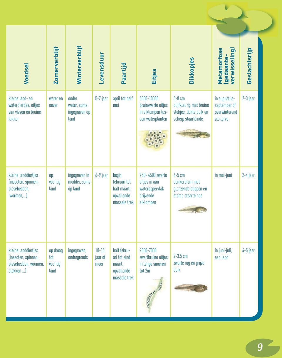 4-5 cm donkerbruin met glanzende stippen en stomp staarteinde in mei-juni 2-4 jaar kleine landdiertjes (insecten, spinnen, pissebedden, wormen, slakken ) op droog ingegraven, tot ondergronds vochtig