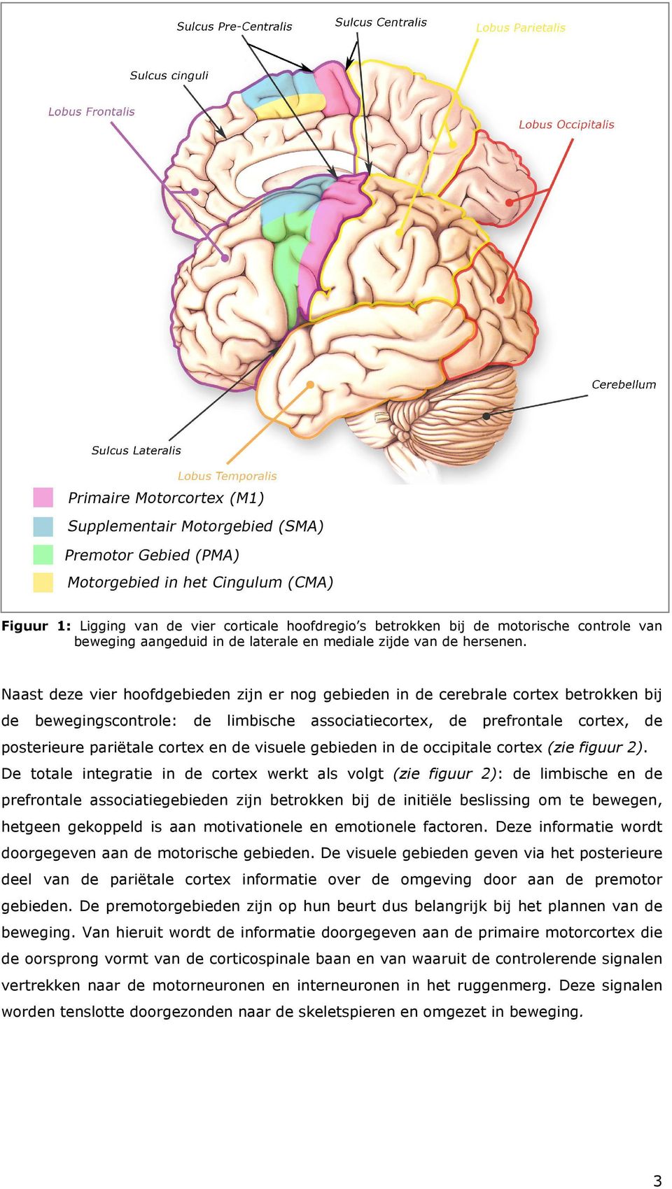 de visuele gebieden in de occipitale cortex (zie figuur 2).